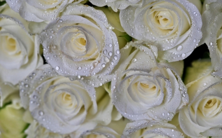 White roses - flori, bouquet, rose, trandafiri, white, alb, buchet, texture, flower