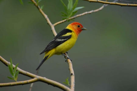 LITTLE BIRD ON BRANCH - sitting, bird, branch, little