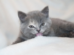 GREY KITTEN