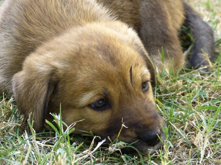 LITTLE PUPPY - puppy, canine, little, cute