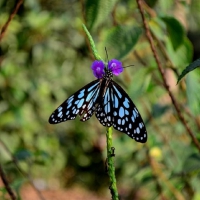 BLUE TIGER BUTTERFLY