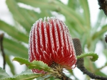 BANKSIA FLOWER