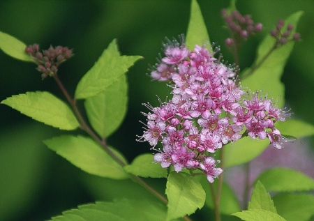 PURPLE BLOSSOMS - flowers, blossoms, purple, pretty