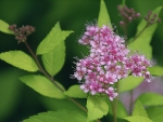 PURPLE BLOSSOMS