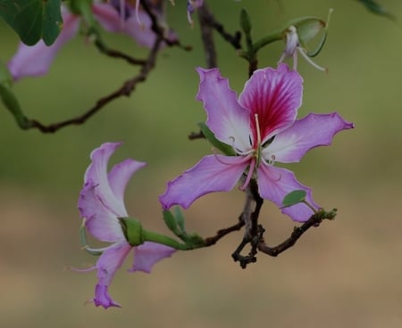 PRETTY FLOWERS - flowers, purple, nature, pretty