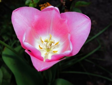 PINK TULIP - pretty, yulip, flower, pink