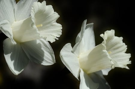 DAFFODILS ON BLACK - flowers, white, daffodils, nature