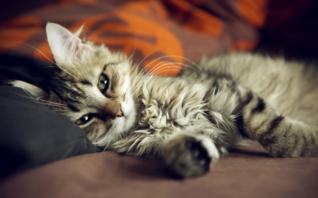 Beautiful Cat - bed, resting, beautiful, cute, cat