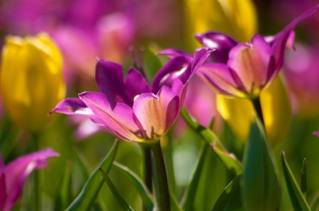 Lovely flowers - pretty, sunny, beautiful, grass, meadow, flowers, glow, colorful, nature, crocuses, autumn, garden, park