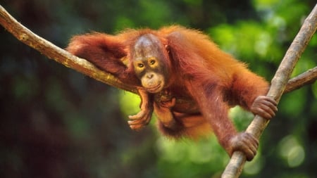 Orangutan "Hanging Around"