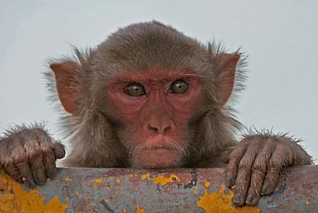 Resus macaque - hands, monkey, look, small