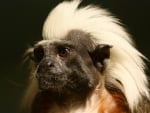 Cotton top tamarin