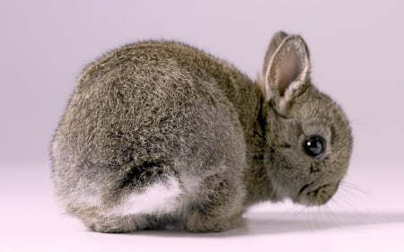 Bunny - grey, white, tail, brown