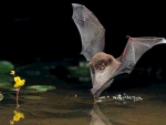 Daubenton bat