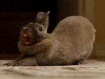 Bunny,yawning,stretching