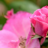 Jaw Dropping Macro Rose