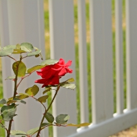 Rosy Summer Fence