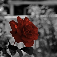 Red Monochrome Rose