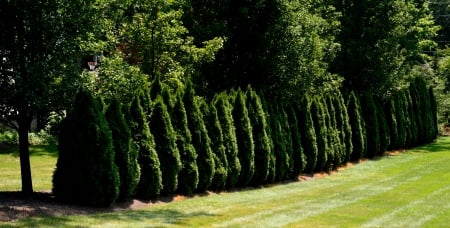 Line of Lumber - trees, pretty trees, Line of Lumber, little trees, summer trees