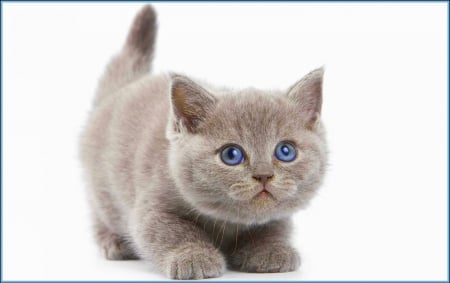 Kitty - cat, kitty, blue, eyes, kitten