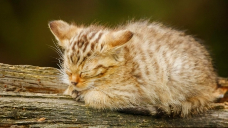 Cat - head, Cat, beige, sleepy, wood