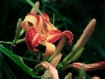 Beautiful Lilies With Waterdrops