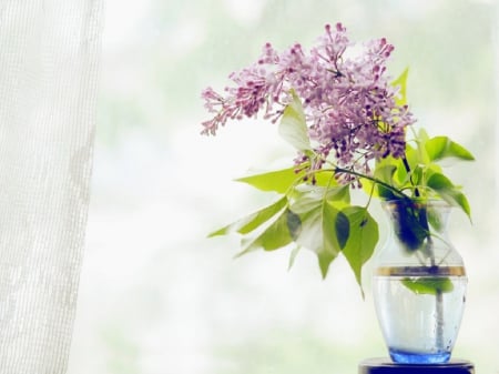 Summer Morning - flowers, vase, lace curtains, water, window, lilac, still life