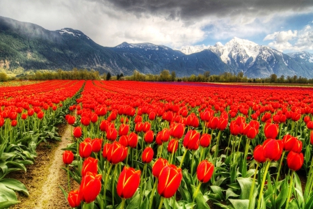 The Beautiful Spring Comes In Red - farm, trees, snowy peaks, tulips, field, mountains, nature, vancouver, forest, clouds, red, canada, green, flowers