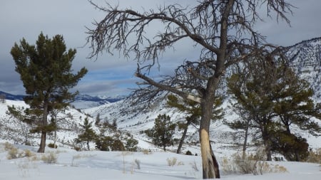 Winterscape - mountains, winter, blue sky, trees, hillside