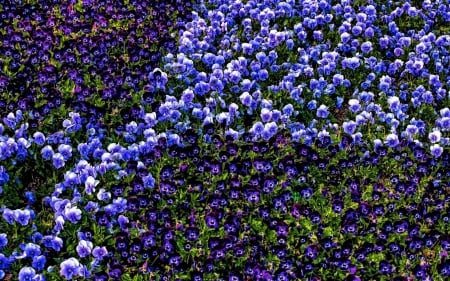 Pansies field - pansy, purple, blue, green, summer, field, flower