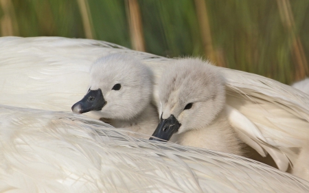 Baby swans - white, swans, baby, wing, feather, cute