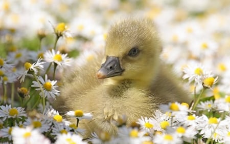 Duckling - white, duckling, yellow, green, field, cute, flower, spring