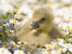 Duckling