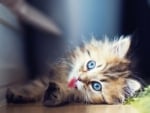 cute kitten