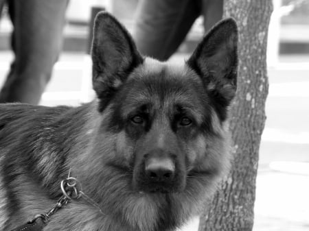 German shepherd - pretty, puppys, beautiful, dog, lovely, sweet, animal, dogs, cute, puppy, animals