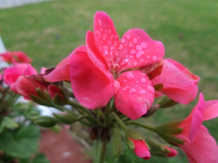 Pretty Pink Flower - flowers, pretty, nature, beautiful, garden, nice, micro, pink