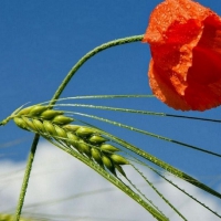 Blue sky & poppy