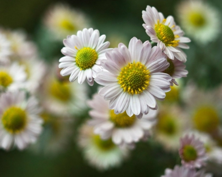 Beautiful flowers - flowers, petals, nature, bloom