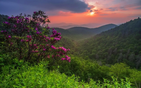 View of forest and mountain