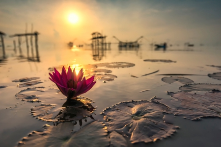 Lotus at sunset - lotus, reflection, thailand, sun