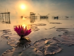 Lotus at sunset