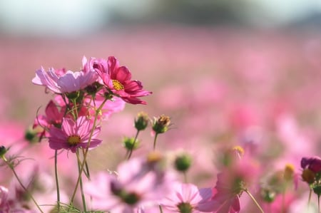 Nature - nature, petals, stem, field, meadow