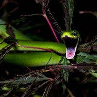 Green snake