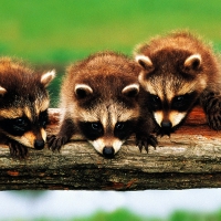 Raccoons on a log