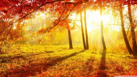 Autumn Light - sunlight, Autumn, forest, photography