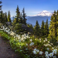 Forest Flowers At Sunset