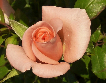 Rose - one, beautiful, pink, rose