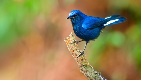 Bird - tree, nature, bird, blue