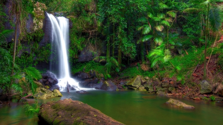 Forest Waterfall in Australia - waterfalls, Australia, forest, nature