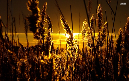 Golden Sunset - Grass, Ocean, Sunset, Nature